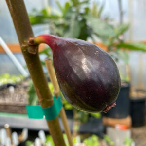 Kathleen's Black Fig Tree
