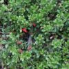 Kinnikinnick Manzanita