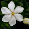 Kleim's Hardy Gardenia