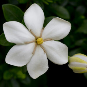Kleim's Hardy Gardenia