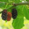 Kokuso Korean Mulberry