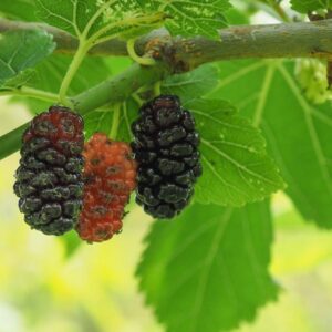 Kokuso Korean Mulberry