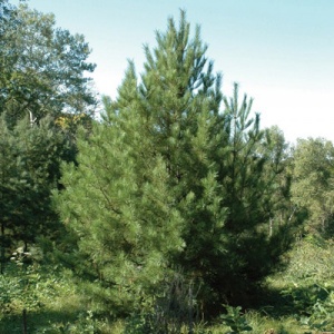 Korean Stone Pine