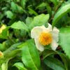 Korean Tea Seedling