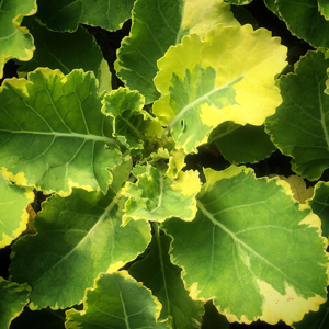 Kosmic Kale Perennial Kale