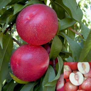Kreibich Nectarine