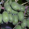 Krupnoplodnaya Arctic Beauty Kiwi