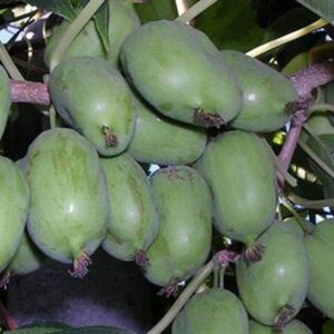 Krupnoplodnaya Arctic Beauty Kiwi