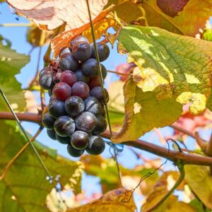 Kyoho Table Grape