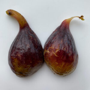 LSU O'Rourke Fig Tree