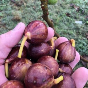 LSU Red Fig Tree