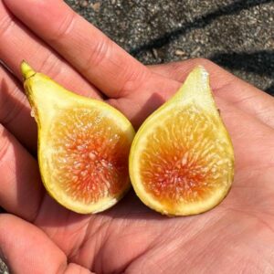 LSU Scott's Yellow Fig