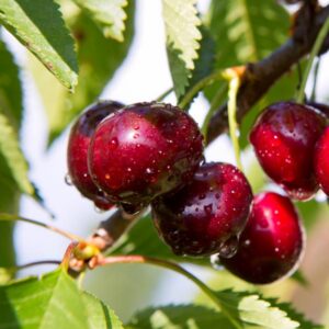 Lambert Cherry Tree