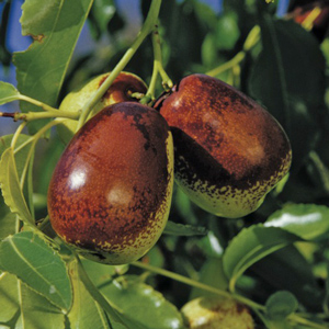 Lang Jujube
