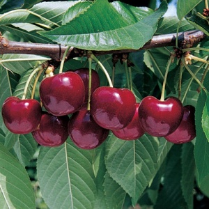 Lapins Cherry