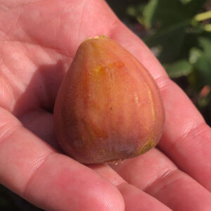 Lebanese Red Fig Tree