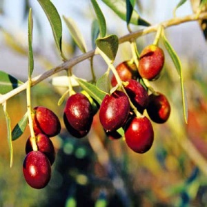 Leccino Olive