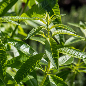 Lemon-Verbena