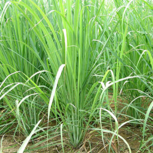 Lemongrass 2