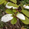 Leningrad Late Arctic Beauty Kiwi