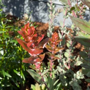 Lester Rowntree Manzanita