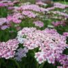 Lilac Beauty Yarrow