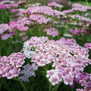 Lilac Beauty Yarrow
