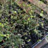 Little Baby Dwarf Kowhai