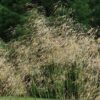 Little Giant Feather Grass