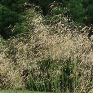 Little Giant Feather Grass