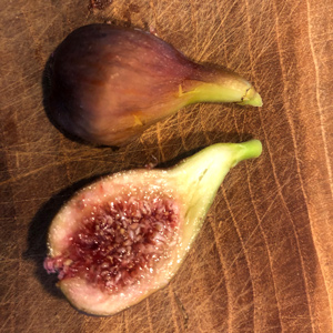 Little Ruby Fig Tree