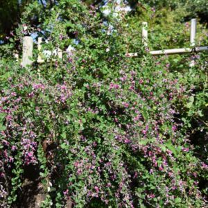 Little Volcano Bush Clover