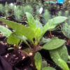 Longevity Spinach