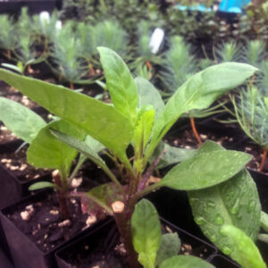 Longevity Spinach