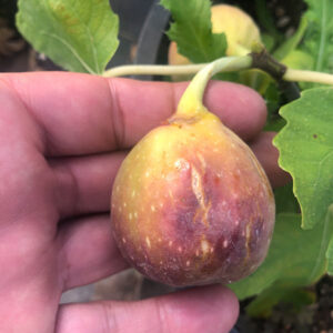Longue d'Aout Fig