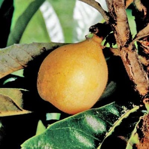 Loquat Fruit Tree Seedling