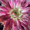 Lotus Blossom Sempervivum