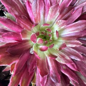 Lotus Blossom Sempervivum