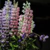 Lupine Plant