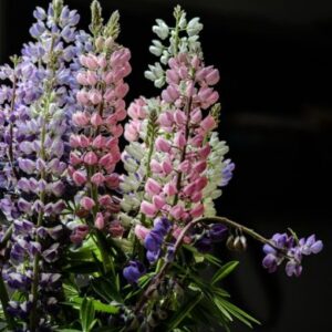 Lupine Plant