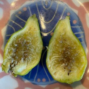 Madeleine des deux Saisons Fig