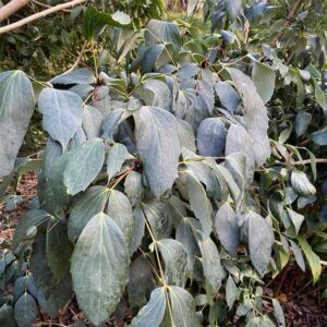 Mahonia gracilipes