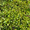 Maiden Hair Vine