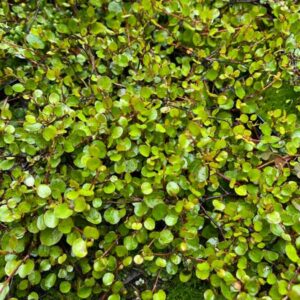 Maiden Hair Vine
