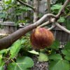 Malta Purple Red Fig
