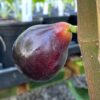 Maltese Beauty Fig Tree
