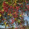 Manchurian Crab Apple