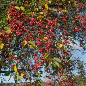 Manchurian Crab Apple