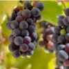 Manukka Table Grape