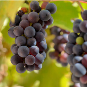 Manukka Table Grape
